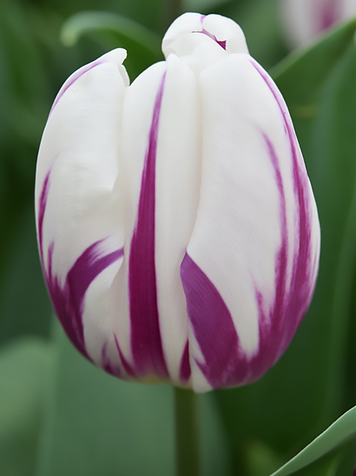 フラワー バルブ オブ ザ イヤー Flower Bulb Of The Year Ibulb Japan アイバルブ ジャパン